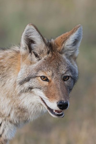 Coyote-Close-up Portrait
